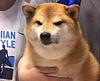 ypres's profile picture