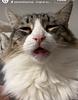 poopyfacetomatokat's profile picture