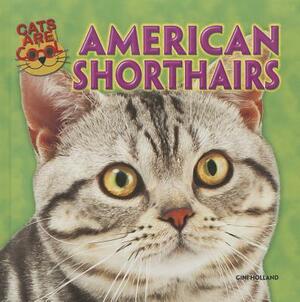 American Shorthairs by Gini Holland