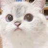 noituri's profile picture