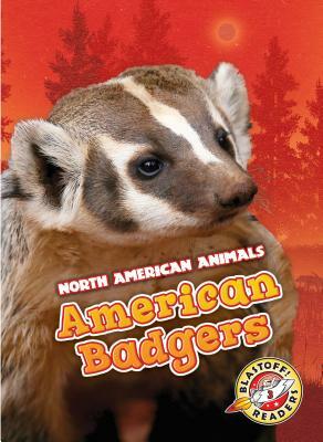 American Badgers by Rebecca Sabelko