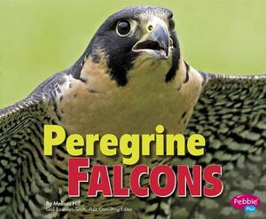 Peregrine Falcons by Melissa Hill