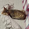 koel's profile picture