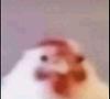 sopapillaqueen's profile picture
