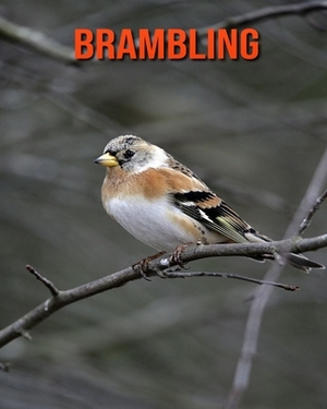 Brambling: Learn About Brambling and Enjoy Colorful Pictures by Diane Jackson