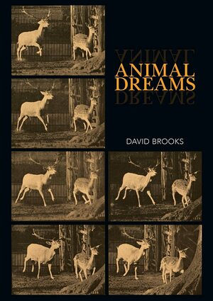 Animal Dreams by David Brooks