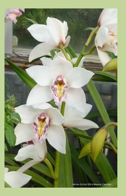 White Orchid 2014 Weekly Calendar: 2014 weekly calendar with a photo of white orchids by K. Rose