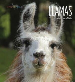 Llamas by Melissa Gish