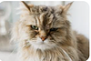 heatherjones's profile picture
