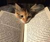 the_mistery_of_books's profile picture