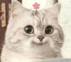 bearead's profile picture