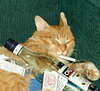 alivecity's profile picture