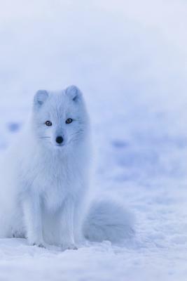 Arctic Fox: The Arctic Fox Has a Round Body Shape, Short Nose and Legs, and Short, Fluffy Ears by Planners and Journals