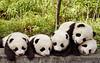 tris_panda's profile picture