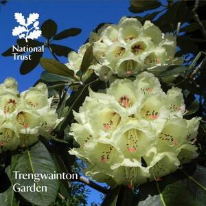 Trengwainton Garden: National Trust Guidebook by Katherine Lambert