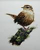 wren_faire's profile picture