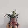 readingtomyplants's profile picture