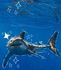 shark_bite_fever's profile picture
