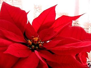 Poinsettia by Tiffany Reisz