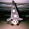 starrysea's profile picture