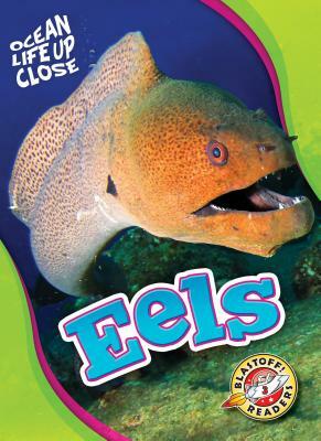 Eels by Nathan Sommer