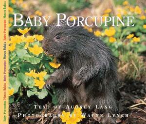 Baby Porcupine by Aubrey Lang