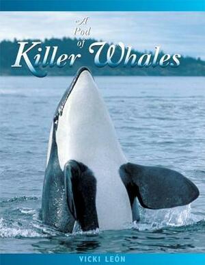 A Pod of Killer Whales: The Mysterious Life of the Intelligent Orca by Vicki León