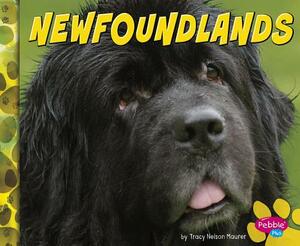 Newfoundlands by Allan Morey