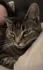 kitvankat's profile picture