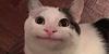 reveriel's profile picture