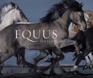 Equus (Mini) by Tim Flach