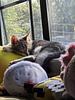 lobbycat's profile picture