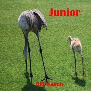 Junior by Bill Walton