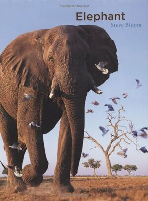 Elephant by Steve Bloom