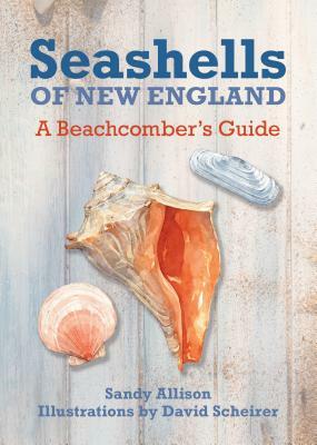 Seashells of New England: A Beachcomber's Guide by Sandy Allison