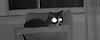 timvindigni's profile picture