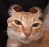 boymolefoxhorse's profile picture
