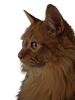 fwog19's profile picture