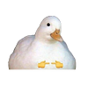 nvblue's profile picture