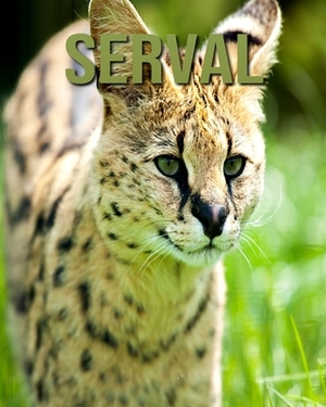Serval: Amazing Photos of Animals in Nature About Serval by Alicia Henry