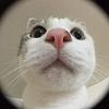 judoatraso's profile picture