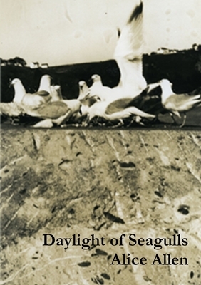 Daylight of Seagulls by Alice Allen