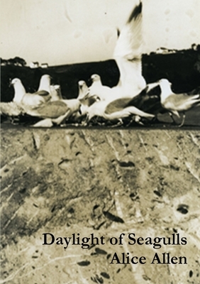 Daylight of Seagulls by Alice Allen