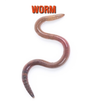 Worm: Learn About Worm and Enjoy Colorful Pictures by Matilda Leo