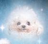 soyleche's profile picture