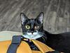 corncobwebs's profile picture