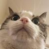 alenka's profile picture