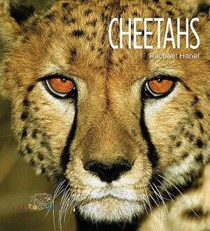 Cheetahs by Rachael Hanel