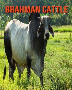 Brahman Cattle: Learn About Brahman Cattle and Enjoy Colorful Pictures by Diane Jackson