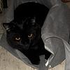 lasermouse's profile picture